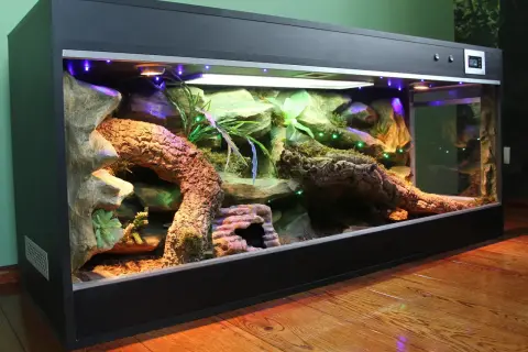 Piękne terrarium dla pytona królewskiego z korzeniami, kamieniami i roślinnością.
