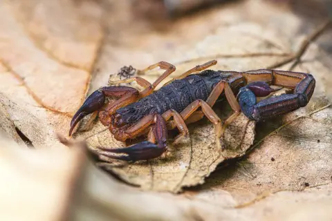 Skorpion na suchym liściu.