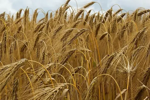 Goldene Ähren wiegen sich im Wind, die **Roggen Erntezeit** naht. Ein Feld voller reifer Halme unter einem bewölkten Himmel.