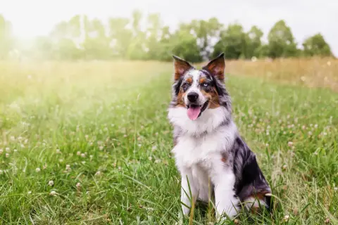 Ein bunter Australian Shepherd sitzt im Gras. Seine Augen sind unterschiedlich gefärbt, was seine Geschwindigkeit und Agilität unterstreicht.