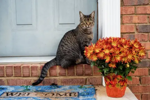 A tabby cat sits on a brick ledge next to a pot of mums. While mums are not daisies, it's good to know daisies are toxic to cats.