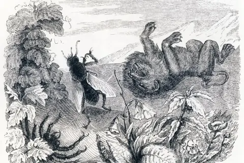 Un moucheron se tient devant un lion couché sur le dos, dans un paysage champêtre.