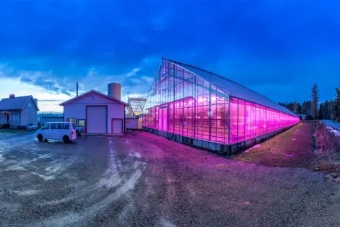 Ett växthus lyser upp med rosa sken från en hps lampa. Bredvid syns en villa och en industribyggnad.