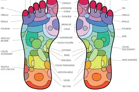 Carte des points d'acupuncture du pied droit, montrant les zones réflexes pour le cerveau, les sinus, l'estomac et plus encore.