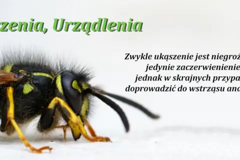 Użądlenie pszczoły: Jak szybko złagodzić ból i rozpoznać anafilaksję?