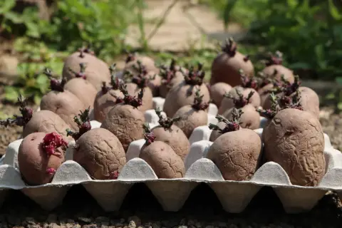 Kartoffeln in Eierkartons, bereit zum Vortreiben. So keimt man Kartoffeln vor für eine reiche Ernte.