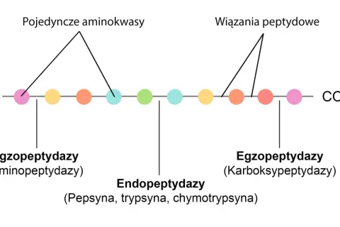 Schemat rozpadu białka. Pepsyna, jako endopeptydaza, rozcina wiązania peptydowe wewnątrz łańcucha aminokwasów.