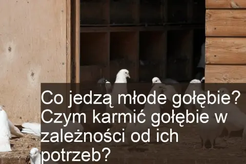 Co jedzą małe gołębie? Kluczowe składniki diety piskląt