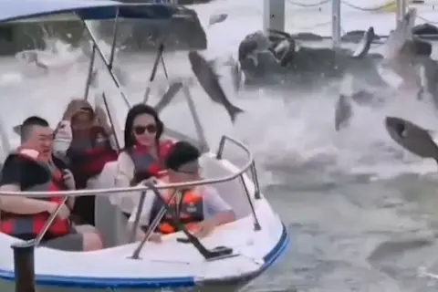 Menschen auf einem Boot sind überrascht, als viele Fische aus dem Wasser springen. Warum springen Karpfen? Vielleicht sind sie aufgeregt!