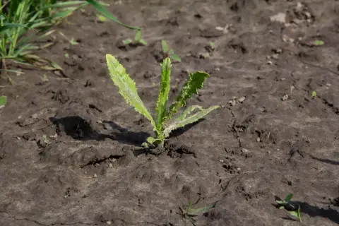 Młoda roślinka wyrasta z ziemi, jakby przetrwała fusilade chwastów.