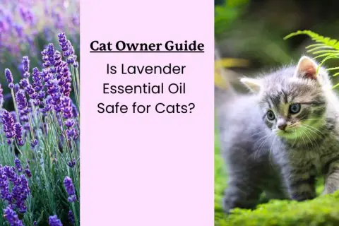 Cat Owner Guide: Is lavender essential oil safe for cats? Image shows lavender and a kitten.