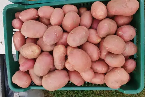 Duże, różowe ziemniaki odmiany Red Sonia w zielonej skrzynce. Idealne do pieczenia i smażenia.