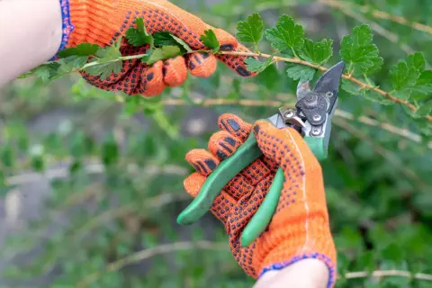 Hände in orangen Handschuhen schneiden mit einer Gartenschere einen Ast mit grünen Blättern. Die Vorbereitung für das Stachelbeeren schneiden beginnt.