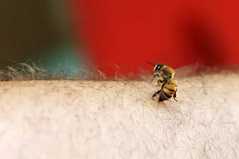 Jakie leki na użądlenie pszczoły? Szybka ulga i kiedy do lekarza?