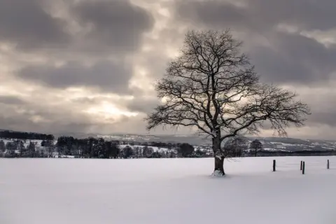 Photographie de paysage hivernal : un arbre solitaire aux branches dénudées se dresse dans un champ enneigé sous un ciel nuageux et lumineux.