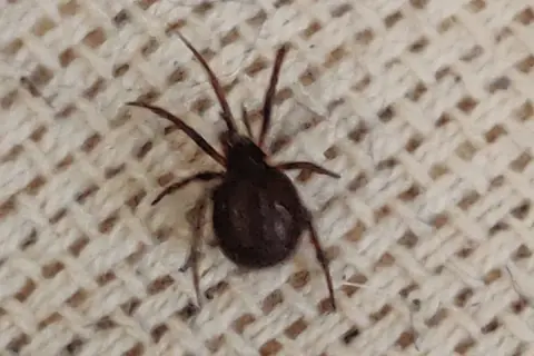 En mörk spindel med åtta ben sitter på ett beige tyg med rutmönster. Den ser ut som en av de små spindlar som ibland dyker upp inomhus.