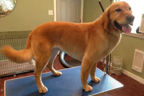 Czy Golden Retriever się strzyże? Uniknij błędów pielęgnacji!