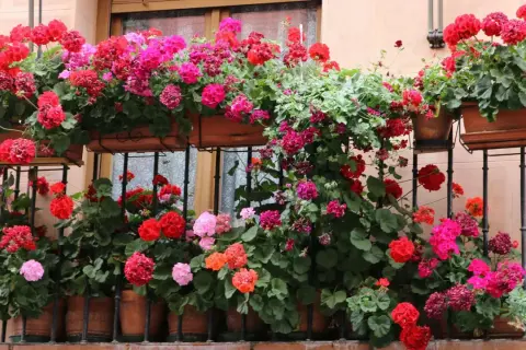Balkon pełen kwitnących pelargonii odmiany. Krwista czerwień, róż i fuksja tworzą barwny dywan.