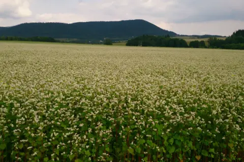 Pole kwitnącej gryki, z pagórkami i lasem w tle. Widać, jak rośnie kasza gryczana, tworząc biały dywan.