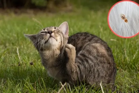 Kot drapieżnie drapie się po uchu, a w powiększeniu widać, że to przez robaki.