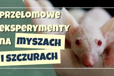 Eksperyment z myszami: Czy mysia utopia Calhouna to nasza przyszłość?