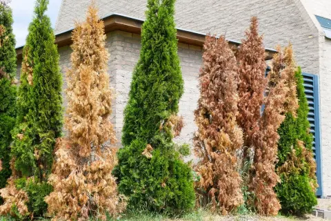 Reihe von Lebensbäumen, einige sind grün, andere sind braun. Eine **Thuja wird braun**, was auf Trockenheit oder Krankheit hindeutet.