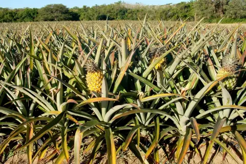 Campo di coltivazione di ananas in Sicilia, con frutti maturi e foglie verdi che si estendono all'orizzonte sotto un cielo azzurro.