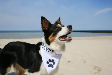 Szczęśliwy pies na plaży, idealny towarzysz na noclegi nad morzem z psem.