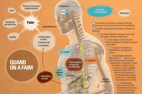 Schéma expliquant la sensation de faim : l'hypothalamus, la ghréline, la leptine et le circuit de la récompense sont impliqués.