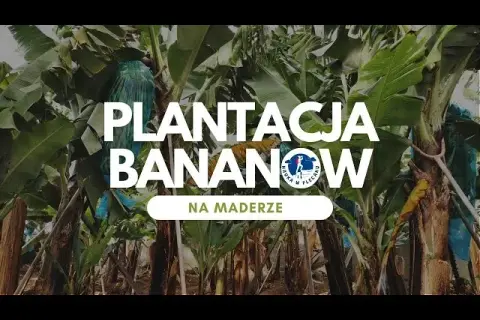 Gdzie rosną banany? Odwiedź plantacje na Kanarach i Maderze!