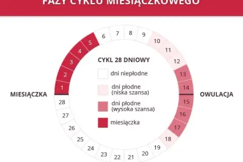 Laktacja a płodność: Owulacja przed okresem? Nie daj się zaskoczyć!
