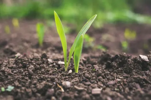Germogli verdi emergono dal terreno fertile, simbolo del significato biotico della vita che si rinnova.