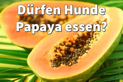 Zwei Hälften einer Papaya liegen auf grünen Blättern. Die Frage "Dürfen Hunde Papaya essen?" ist darüber geschrieben.