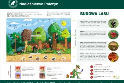 Ilustracja przedstawia różne warstwy lasu: korony drzew, podszyt, runo i ściółkę, z opisami i przykładami organizmów.