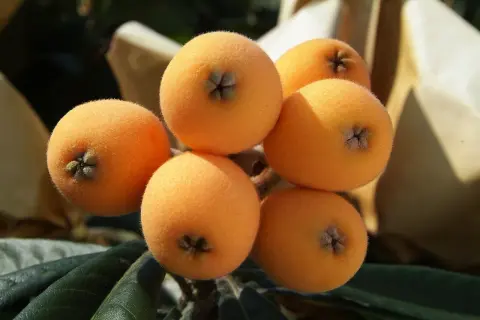 Un racimo de nísperos anaranjados y peludos, listos para ser disfrutados por sus propiedades.