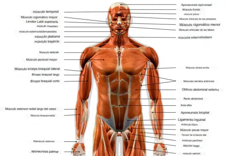 Músculos del cuerpo humano: Tu guía experta para fuerza y salud