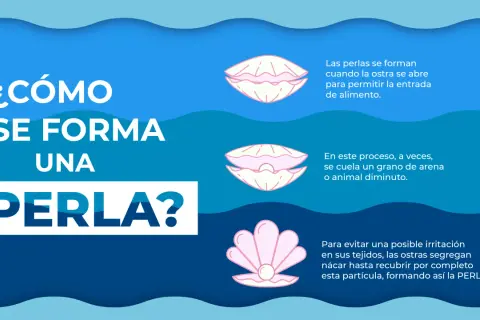Ilustración explica cómo se forma una perla en una ostra. Las perlas se forman cuando la ostra se abre para alimentarse, y a veces, un grano de arena o un diminuto animal queda atrapado.