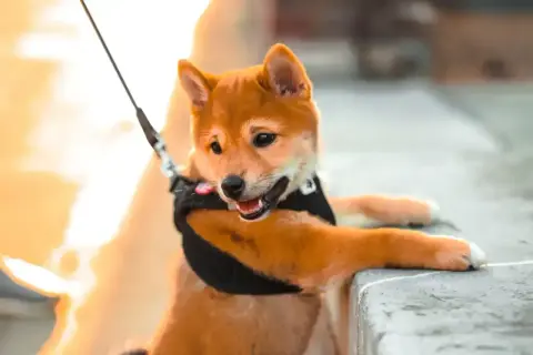 Uroczy szczeniak rasy shiba inu, z zaciekawieniem patrzący w obiektyw. Jego radosny **shiba inu charakter** widać w uśmiechu i otwartych uszach.