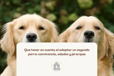 Dos perros dorados miran a la cámara. El texto dice: "Qué tener en cuenta al adoptar un segundo perro: convivencia, edades y jerarquía".
