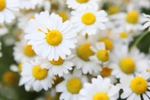 Nahaufnahme von Gänseblümchen. Die beruhigende bisabolol wirkung dieser Blüten ist bekannt.