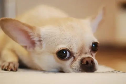 Czy chihuahua uczula? Oto co musisz wiedzieć o alergiach