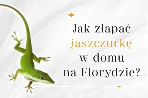 Jak złapać jaszczurkę w domu - bezpieczne sposoby na lizardy