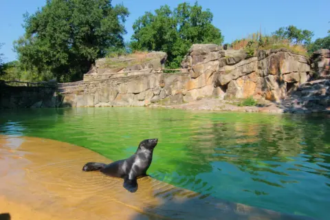 Foka wychodzi z zielonej wody na brzeg w zoo w Berlinie. Skaliste otoczenie i bujna zieleń tworzą naturalne środowisko.