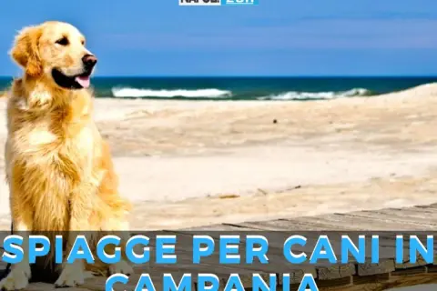 Golden retriever felice su una spiaggia, con il mare sullo sfondo. Annuncio di spiagge per cani in Campania.