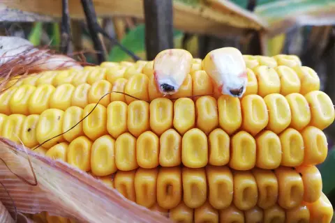 Gros plan sur une épi de maïs jaune vif, prêt pour la récolte. Deux grains sont visibles en haut, symbolisant le cycle du maïs.