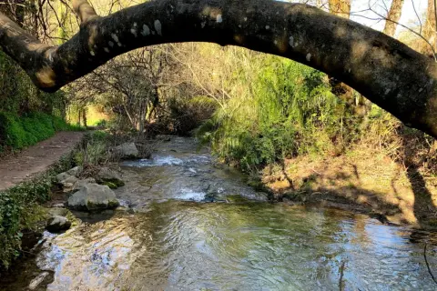 Sendero junto a un arroyo en la sierra de Grazalema, ideal para rutas de senderismo.