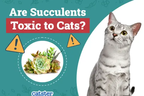 A curious cat looks up at a graphic asking "Are Succulents Toxic to Cats?" with a warning sign and a cluster of succulents.