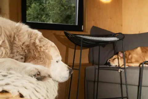 Un perro grande y peludo descansa sobre una manta, mientras otro perro duerme en un sofá. Parecen estar en una sesión con un psicólogo de perros.