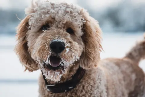 Ein fröhlicher Aussiedoodle mit Schnee im Fell und auf der Schnauze, bereit für Winterabenteuer. Sein Charakter ist verspielt und liebenswert.