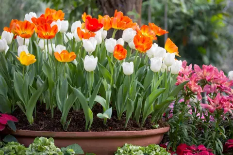 Cuando plantar tulipanes en maceta para un jardín espectacular en otoño